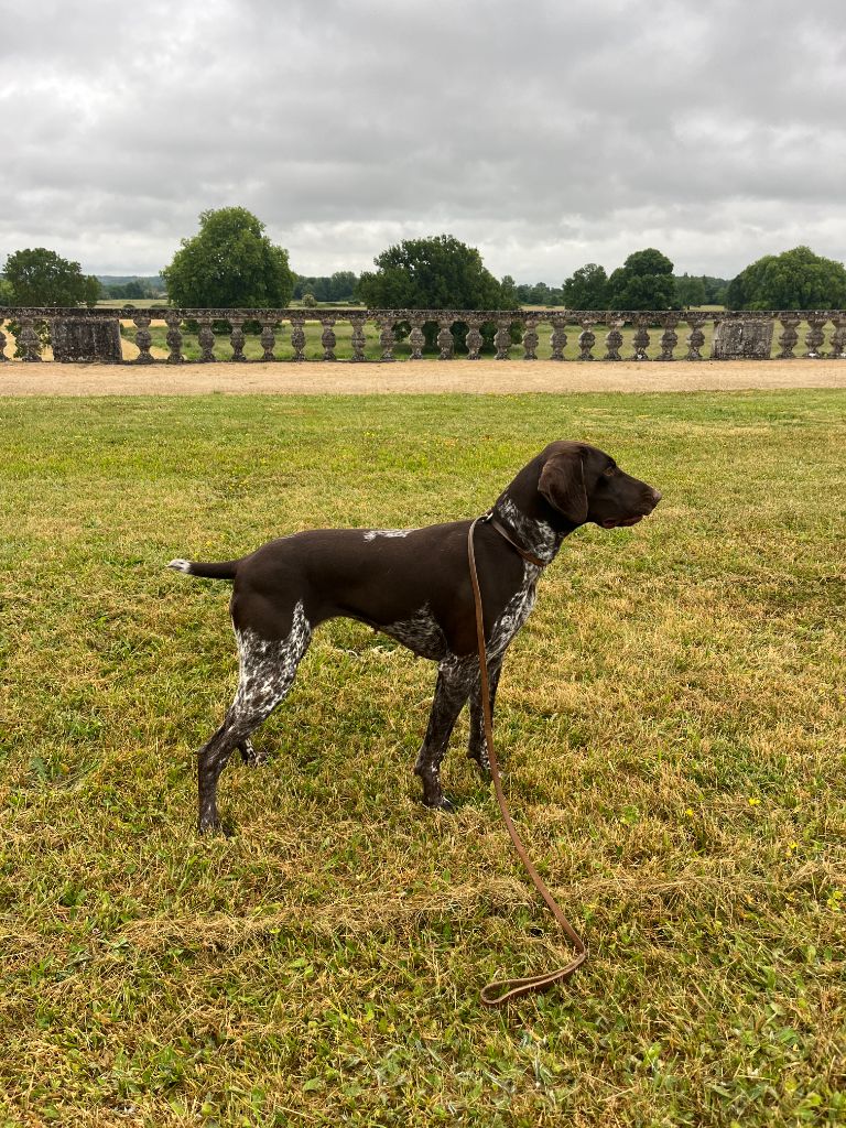 Tosca  du Marais de Gargouille